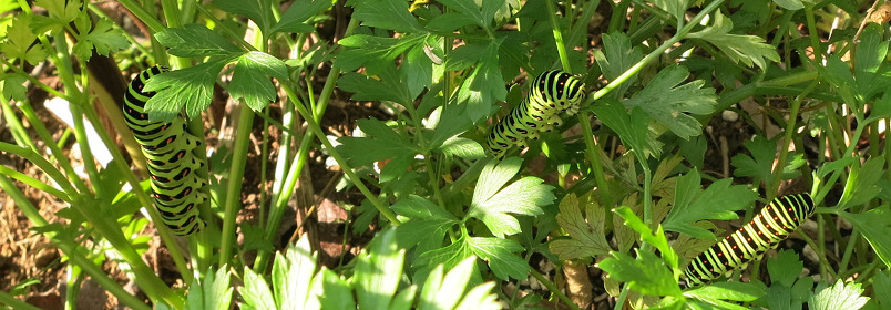 アゲハ蝶の幼虫？