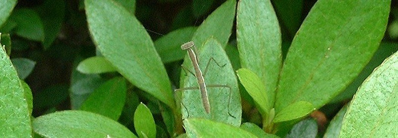 かまきりの赤ちゃん