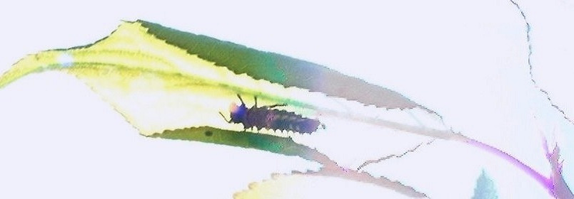 てんとう虫の幼虫＠梅の木