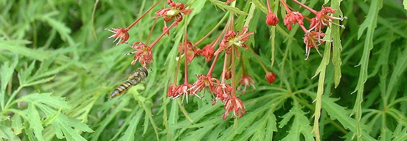 もみじの花と虫******