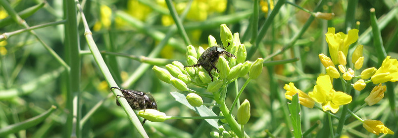 菜の花畑で遊ぶカナブン