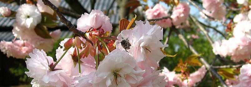 しだれ桜とコガネ虫